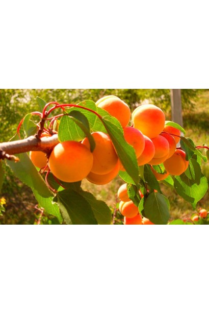 Абрикос колоновидный Компанило оранжевые плоды с красным румянцем